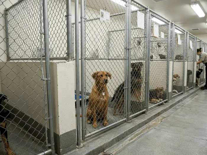 leash laws little rock